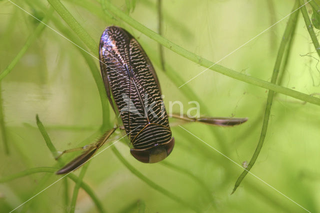 Waterboatman (Hesperocorixa linnaei)