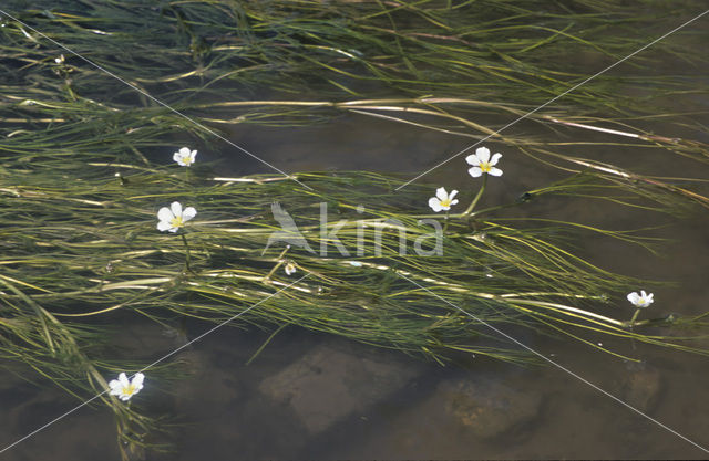 Vlottende waterranonkel (Ranunculus fluitans)