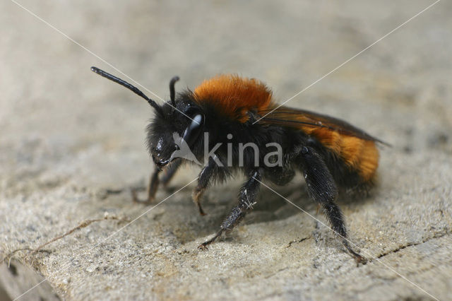 Tawny Mining Bee (Andrena fulva)