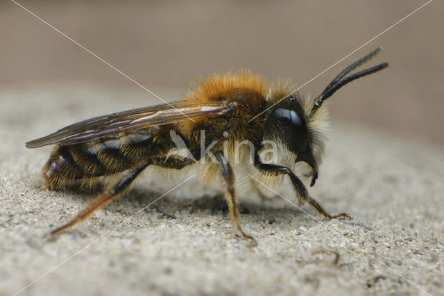 Tawny Mining Bee (Andrena fulva)