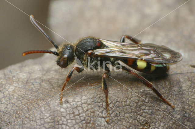 Vroege wespbij (Nomada leucophthalma)