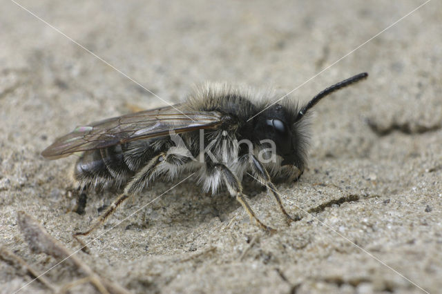 mining bee (Andrena praecox)