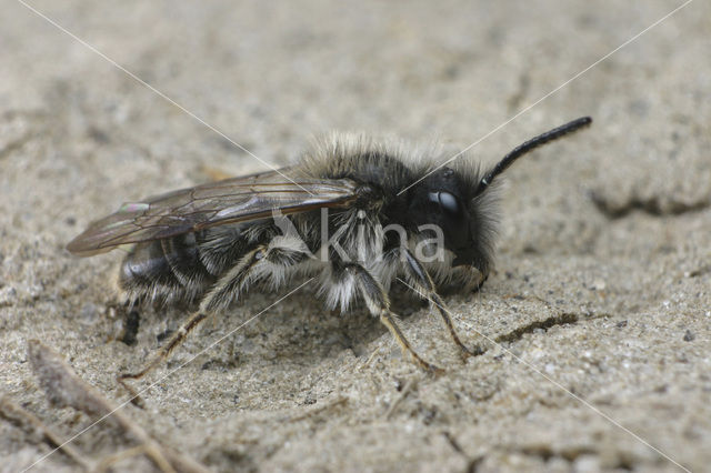 Vroege zandbij (Andrena praecox)