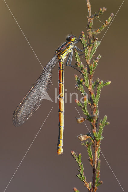 Large Red Damselfly (Pyrrhosoma nymphula)