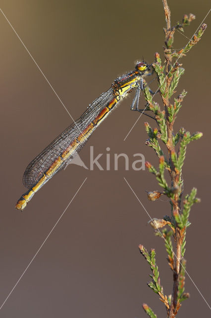 Large Red Damselfly (Pyrrhosoma nymphula)