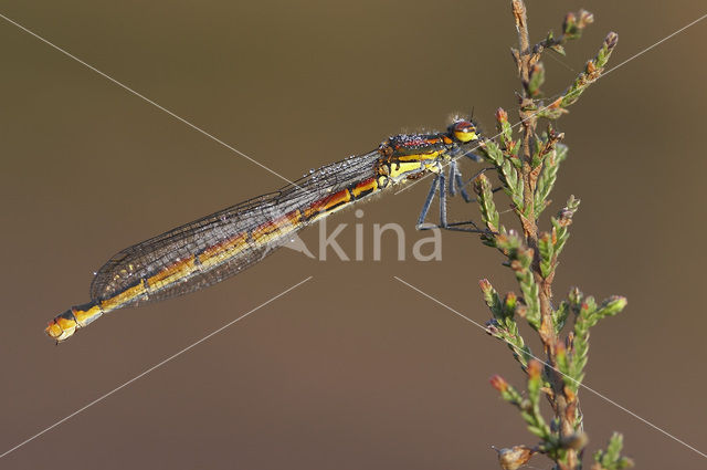 Vuurjuffer (Pyrrhosoma nymphula)