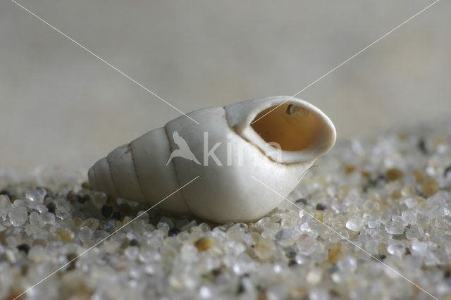 Laver Spire-shell (Peringia ulvae)