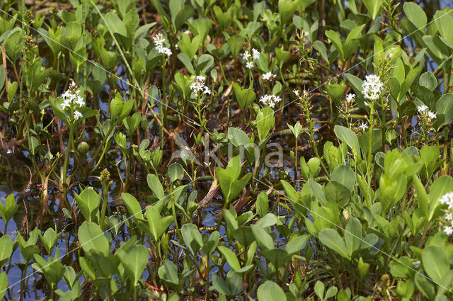 common buckbean (Menyanthes trifoliata)