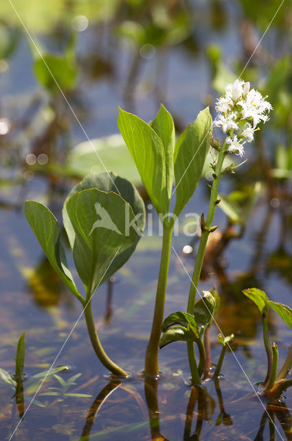 common buckbean (Menyanthes trifoliata)