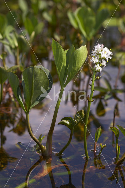 common buckbean (Menyanthes trifoliata)