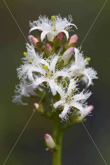 common buckbean (Menyanthes trifoliata)