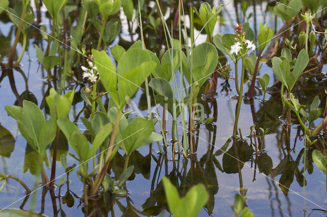 common buckbean (Menyanthes trifoliata)