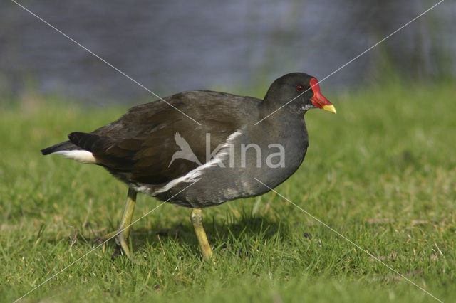 Common Moorhen (Gallinula chloropus)