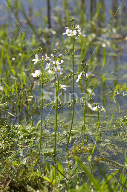 Waterviolet (Hottonia palustris)