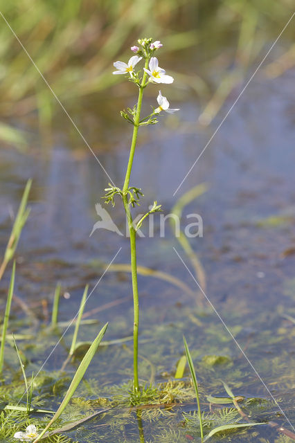 Waterviolet (Hottonia palustris)