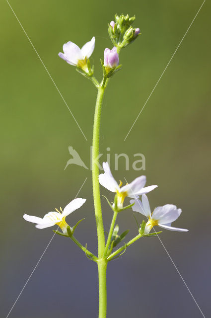 Waterviolet (Hottonia palustris)