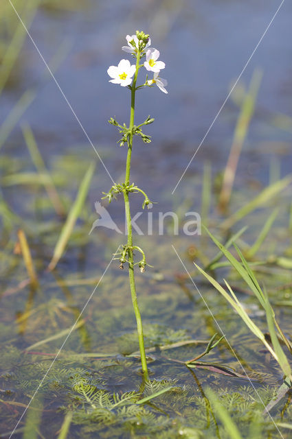 Waterviolet (Hottonia palustris)