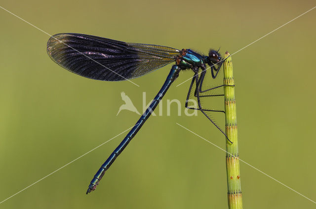 Banded Demoiselle (Calopteryx splendens)