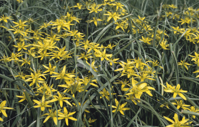 Meadow Gagea (Gagea pratensis)
