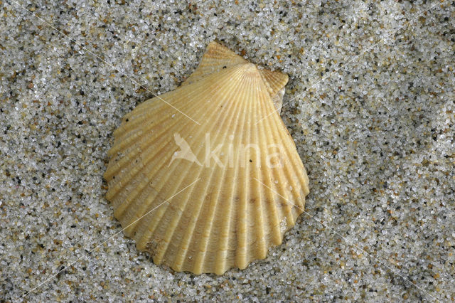 Wijde mantel (Aequipecten opercularis)