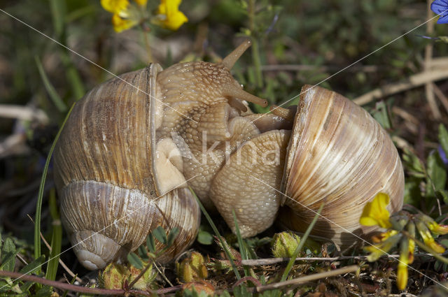 Wijngaardslak (Helix pomatia)