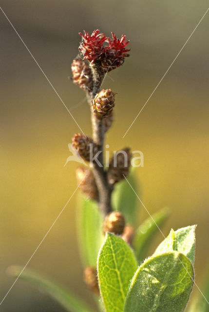 Wilde gagel (Myrica gale)