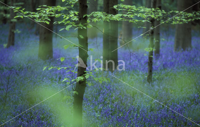 Bluebell (Scilla non-scripta)