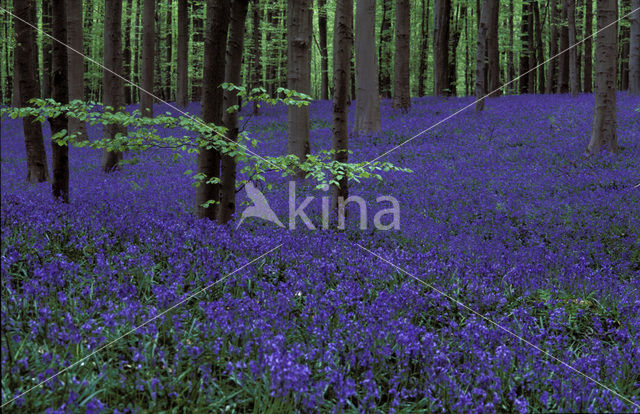 Bluebell (Scilla non-scripta)