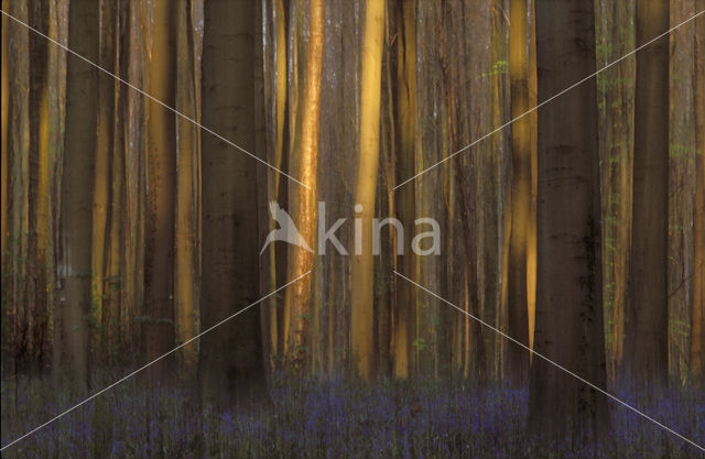 Bluebell (Scilla non-scripta)