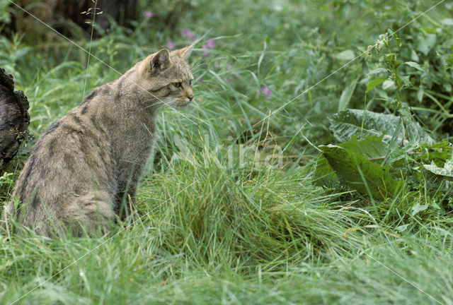 Wilde kat (Felis silvestris)