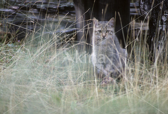 Wilde kat (Felis silvestris)