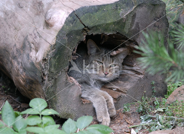 Wilde kat (Felis silvestris)