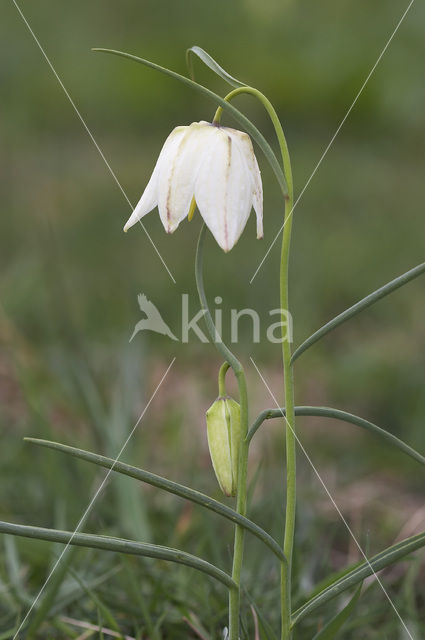 Wilde kievitsbloem (Fritillaria meleagris)