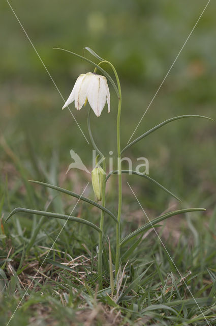 Wilde kievitsbloem (Fritillaria meleagris)