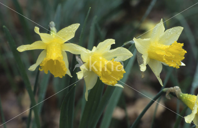 Wild Daffodil (Narcissus pseudonarcissus ssp.pseudonarcissus)