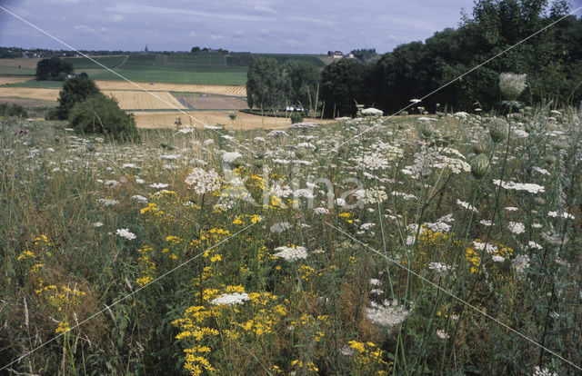 Wilde Peen (Daucus carota)