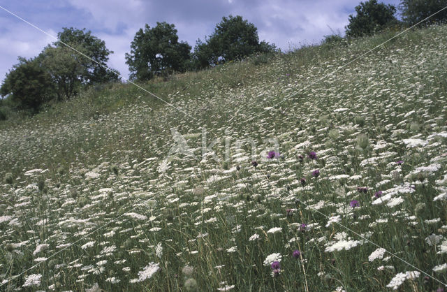 Wild Carrot (Daucus carota)