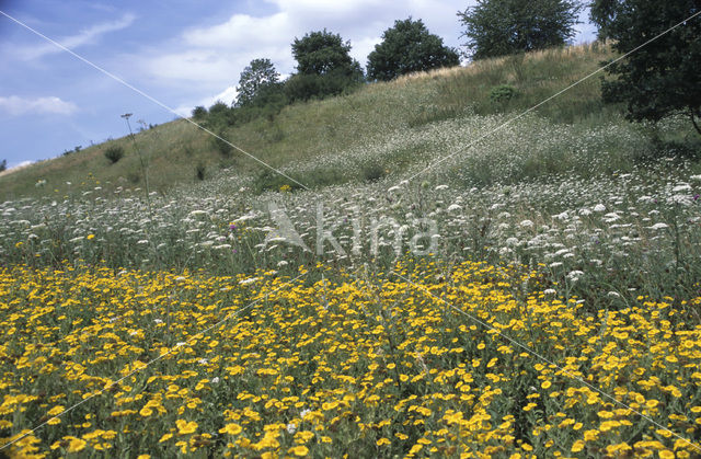 Wild Carrot (Daucus carota)