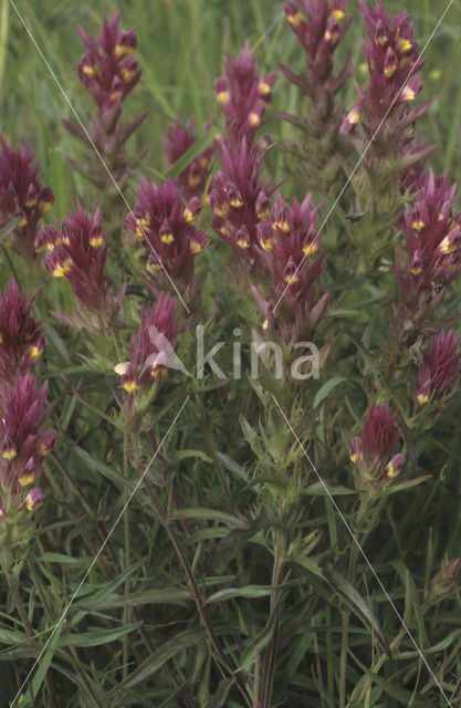 Field Cow-wheat (Melampyrum arvense)