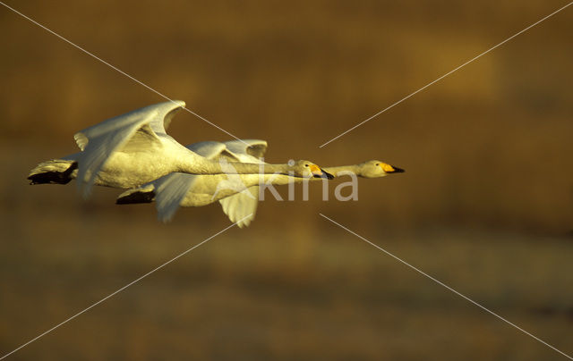 Wilde Zwaan (Cygnus cygnus)