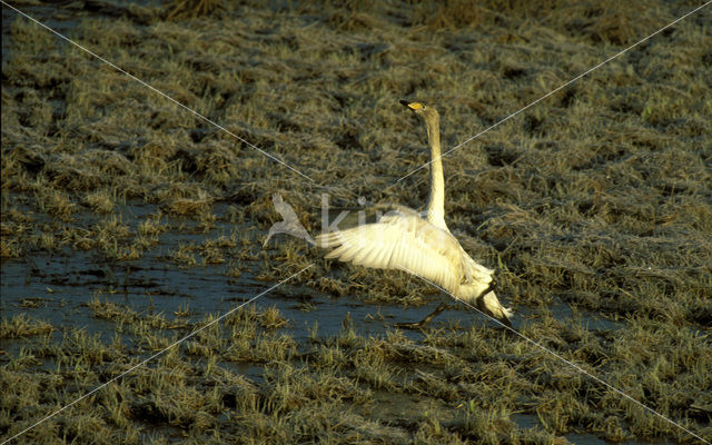 Wilde Zwaan (Cygnus cygnus)