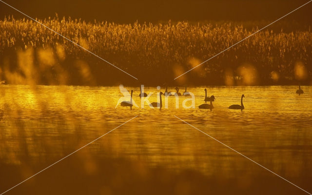 Whooper Swan (Cygnus cygnus)