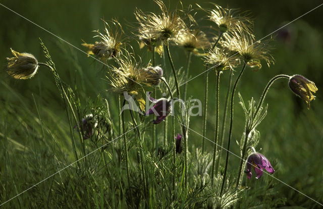 Wildemanskruid (Pulsatilla vulgaris)