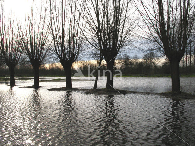 Willow (Salix)
