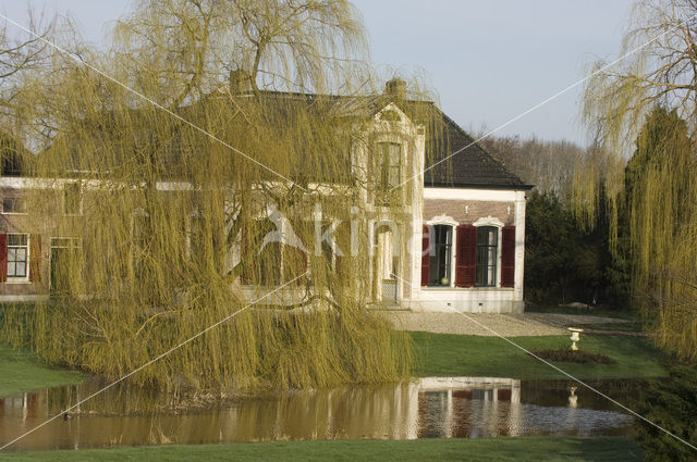 Willow (Salix)