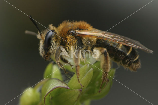 Andrena dorsata