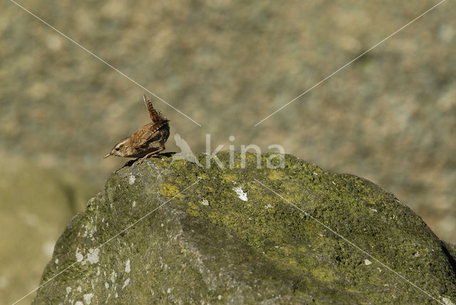 Winterkoning (Troglodytes troglodytes)