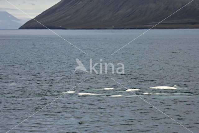 Beluga (Delphinapterus leucas)