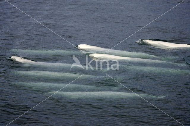 Beluga (Delphinapterus leucas)