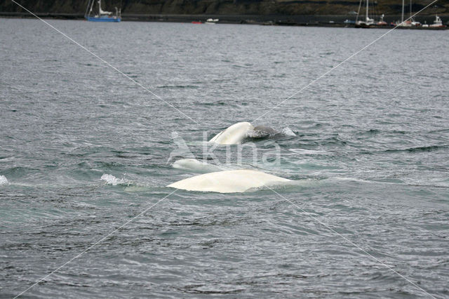 Beluga (Delphinapterus leucas)